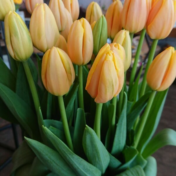 チューリップの不思議🌷